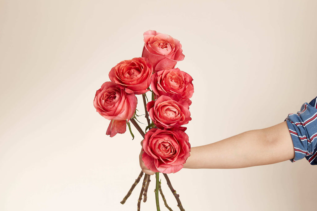 Red Rose Ecuador - Test Item 2