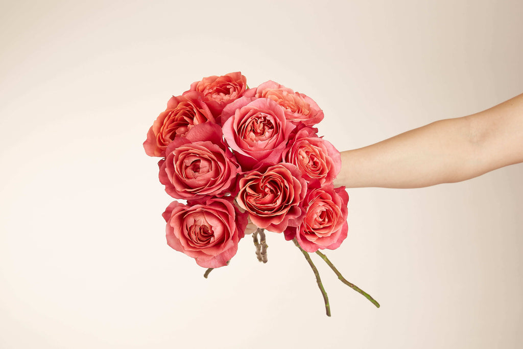 Red Rose Ecuador - Test Item