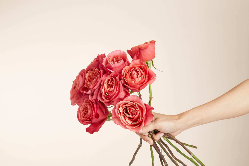 Red Rose Ecuador - Test Item