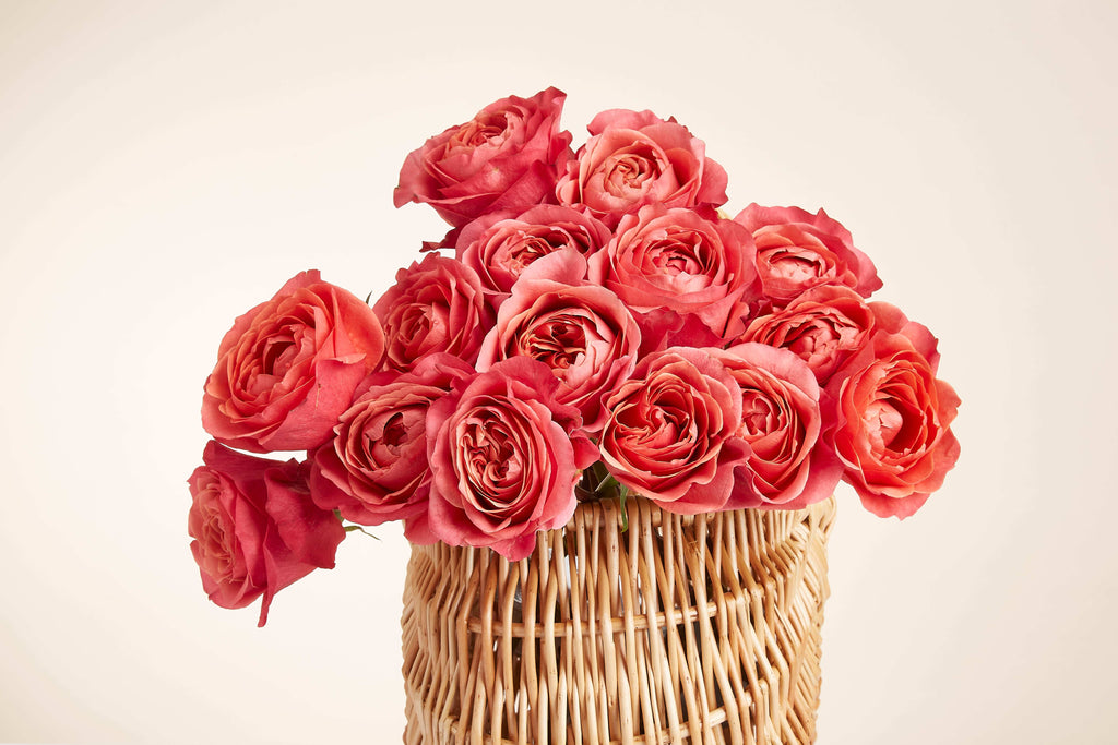 Red Rose Ecuador - Test Item