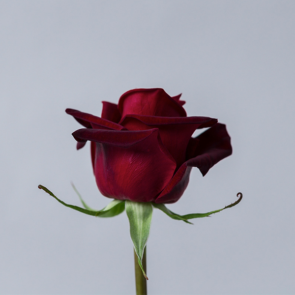 Black Magic Rose – VIP Rose Bangkok