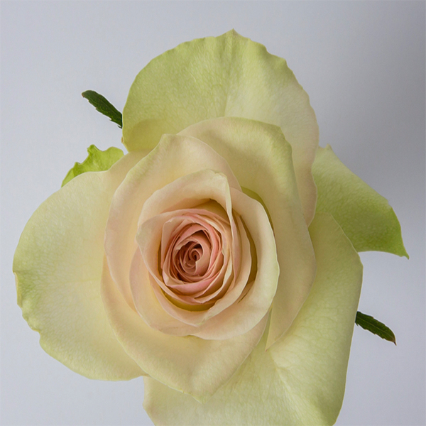 Import ecuador roses,roses,Import Roses ดอกไม้นำเข้าจากเอกวาดอร์ ดอกกุหลาบ ดอกกุหลาบนำเข้า ดอกไม้สด